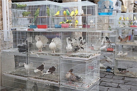 笼子,鸟,宠物,市场