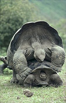 加拉帕戈斯巨龟,加拉帕戈斯象龟,伴侣,交配,下雨,季节,阿尔斯多火山,伊莎贝拉岛,加拉帕戈斯群岛,厄瓜多尔