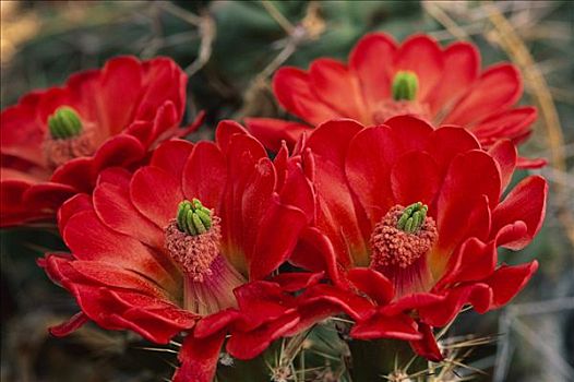花,奇瓦瓦沙漠,墨西哥