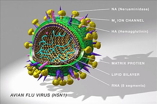 图表,禽流感,病毒
