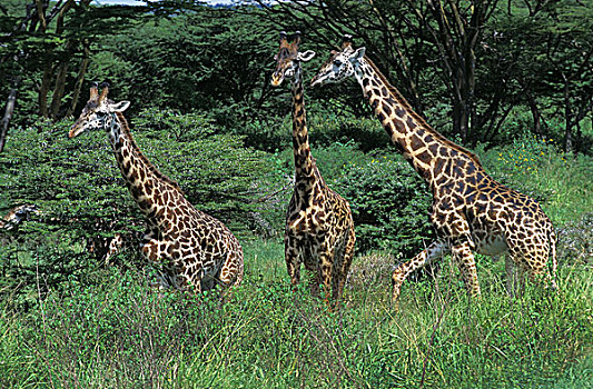 马赛长颈鹿,牧群,成年,肯尼亚
