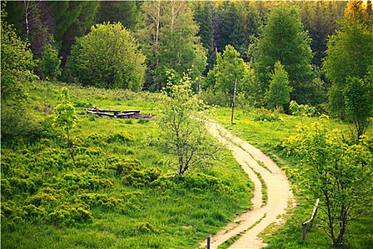 道路,绿色,树林,波兰
