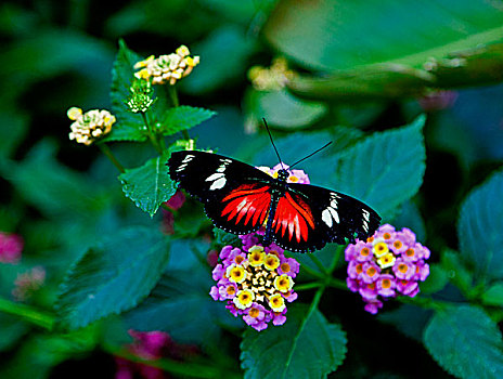 蝴蝶,翼,密歇根,美国