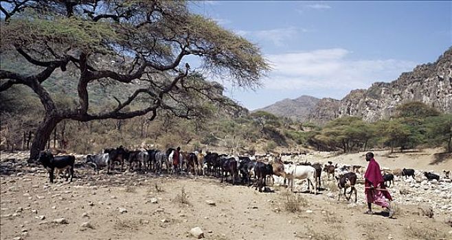 马萨伊人,游牧部落,水,牲畜,季节,河,山峦,坦桑尼亚北部