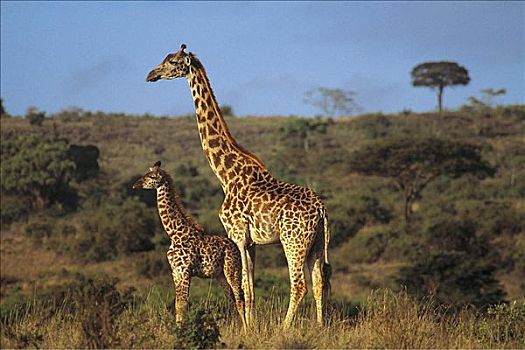 长颈鹿,母兽,哺乳动物,马赛马拉,肯尼亚,非洲,动物