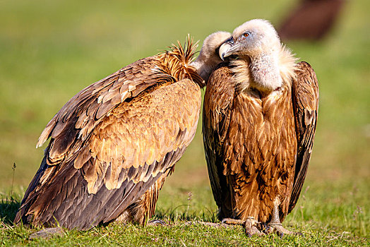 粗毛秃鹫,兀鹫,坐,草地,比利牛斯山脉,西班牙,欧洲
