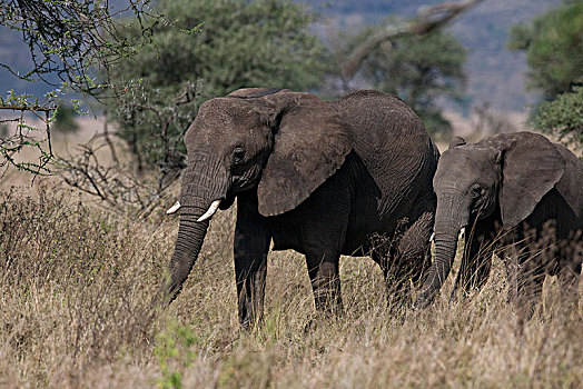 非洲大象142