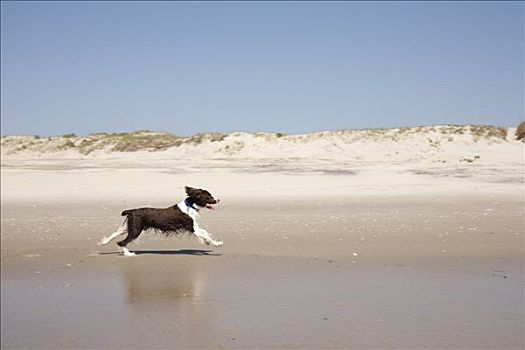 狗,跑,海滩,海特瑞斯角,北卡罗来纳,美国
