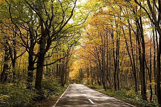道路,自然,秋天