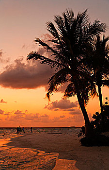 人,海滩,群体,日落,棕榈树,岛屿,南马累环礁,马尔代夫,群岛,亚洲,印度洋
