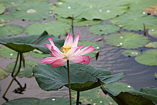 莲花,莲属,水塘,湄公河三角洲,南,越南,东南亚