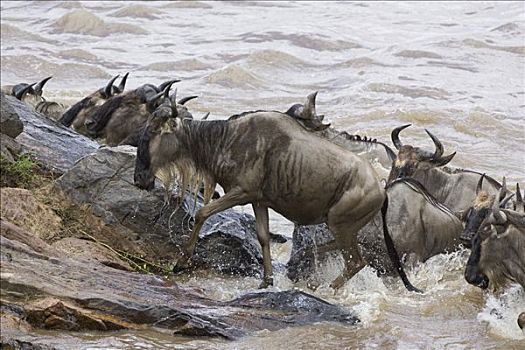 蓝角马,角马,攀登,室外,马拉河,迁徙,马赛马拉国家保护区,肯尼亚