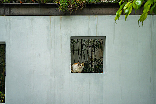雨中窗口上的野猫