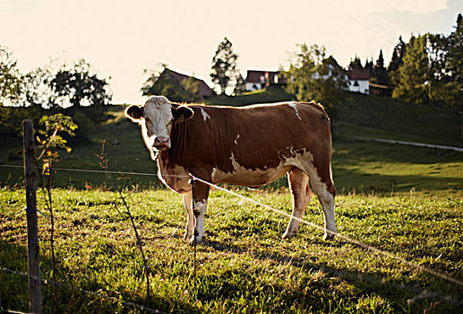 奥地利,母牛