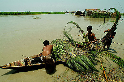 收集,草,牛,孟加拉,七月,2004年