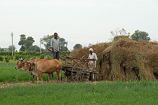 印度,农民,乡村,靠近,马哈拉施特拉邦,一月,2007年