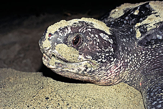 棱皮海龟,棱皮龟,女性,挖,窝,夜晚,西巴布亚,印度尼西亚