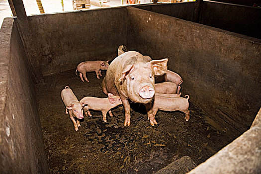 小猪,畜栏,乌布,巴厘岛,印度尼西亚