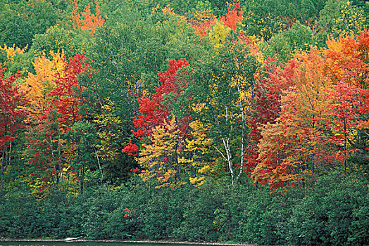 北美,美国,漂亮,秋色,北方,树林