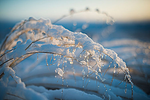 积雪,植物,朝日