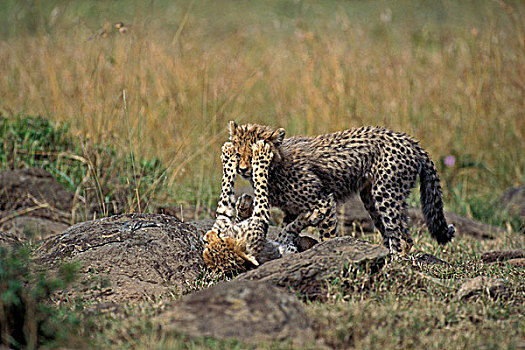 印度豹,猎豹,幼兽,玩,肯尼亚