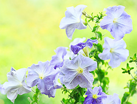蓝色,矮牵牛花属植物,花,花园