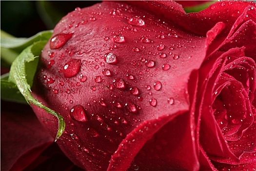 湿,特写,微距,玫瑰花瓣,水滴