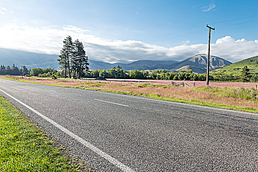 沥青,道路,靠近,草场,夏天,新西兰