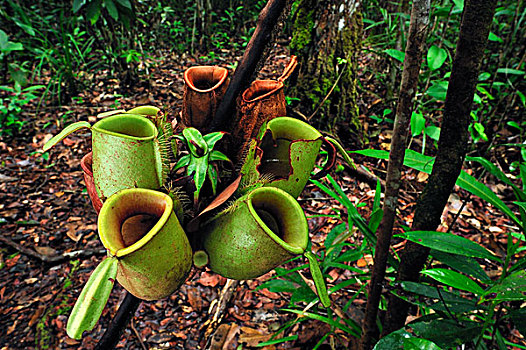 猪笼草,檀中埠廷国立公园,婆罗洲,印度尼西亚