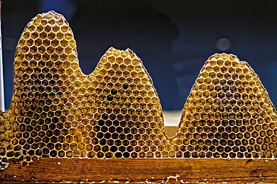 蜂房图片