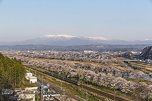 樱花,河,日本