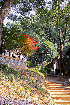 多彩枫叶,缤纷秋叶