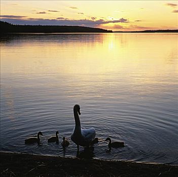 疣鼻天鹅,湖,瑞典