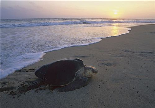 橄榄龟,太平洋丽龟,成年,海滩,太平洋,海洋,日落,瓦哈卡,墨西哥