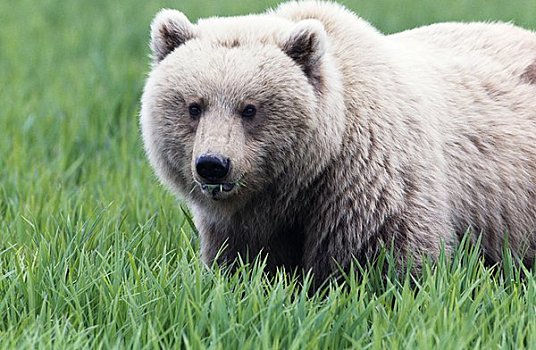 棕熊,站立,地点,河,保护区,阿拉斯加,美国