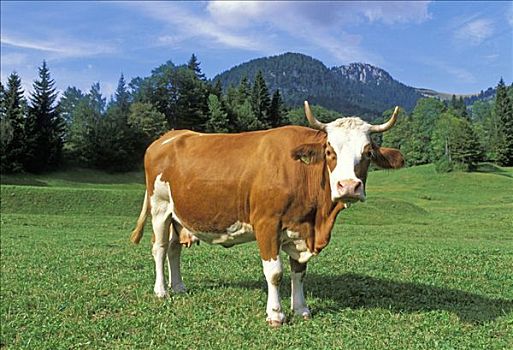 巴伐利亚,母牛