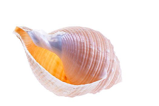 一个,海螺壳,海洋,蜗牛,隔绝,白色背景,背景