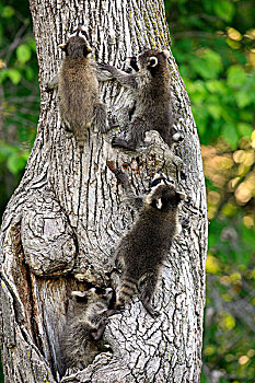 普通,浣熊,四个,年轻,攀登,树,树干,入口,明尼苏达,美国