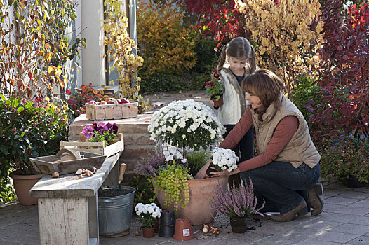 女人,种植,陶制器具,白色,菊花,茎
