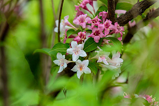 立夏,锦带花开