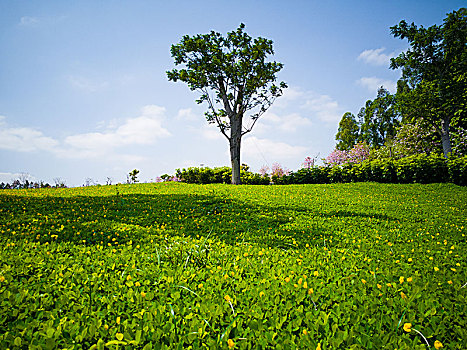 一棵绿树和草地