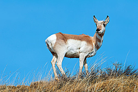 叉角羚,母鹿,北美,草原,艾伯塔省,加拿大西部