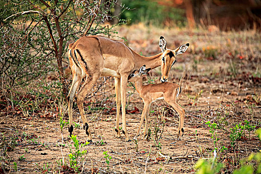 黑斑羚,成年,老,女性,幼兽,交际,行为,沙子,禁猎区,克鲁格国家公园,南非,非洲