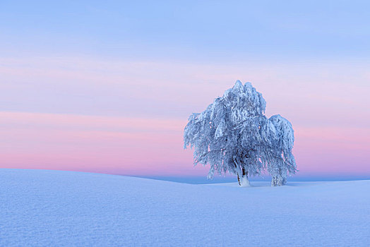 积雪,山毛榉树,黎明,冬天,黑森林,布赖施高,巴登符腾堡,德国