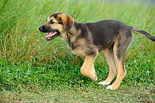小狗跑,在领域,长的草,巴伐利亚,德国