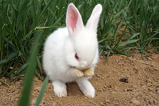 小白兔
