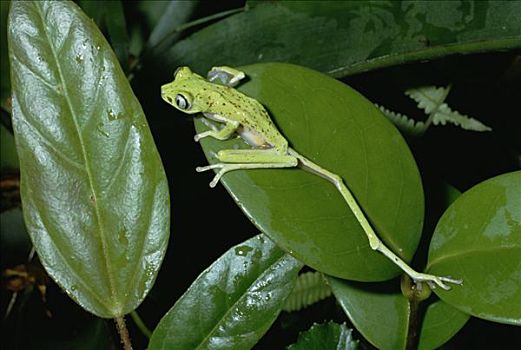 狐猴,青蛙,俯视,叶子,背影,腿,蒙特维多云雾森林自然保护区,哥斯达黎加