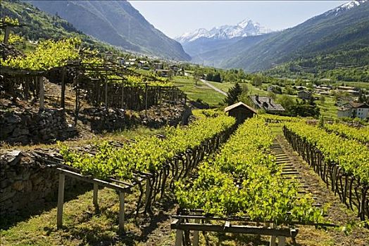 酒用葡萄种植区,奥斯塔谷,意大利