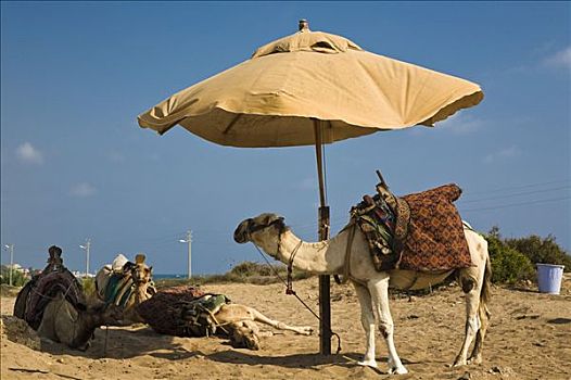 骆驼,遮阳伞,土耳其,里维埃拉,亚洲