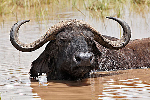 水牛,水中,纳库鲁湖国家公园,肯尼亚
